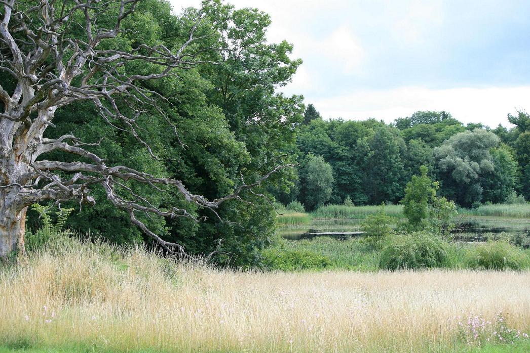 Toter Baum am See (Kuchelmiss)