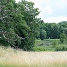 Toter Baum am See (Kuchelmiss)