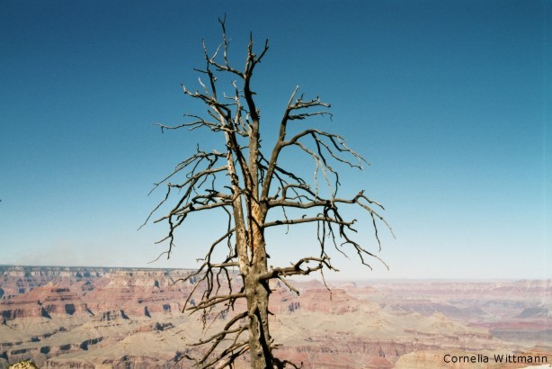 Toter Baum am South Rim