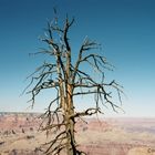 Toter Baum am South Rim