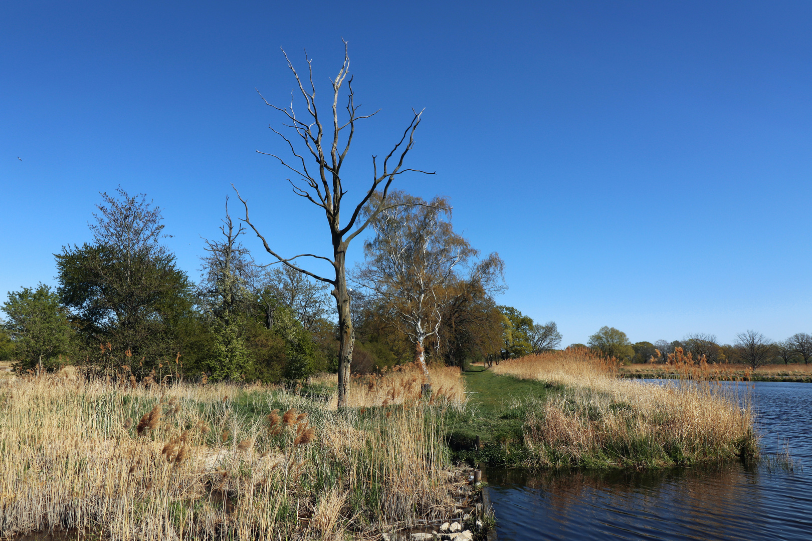 Toter Baum am Teichufer