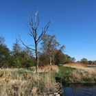 Toter Baum am Teichufer