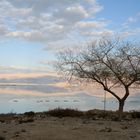 Toter Baum am Toten Meer