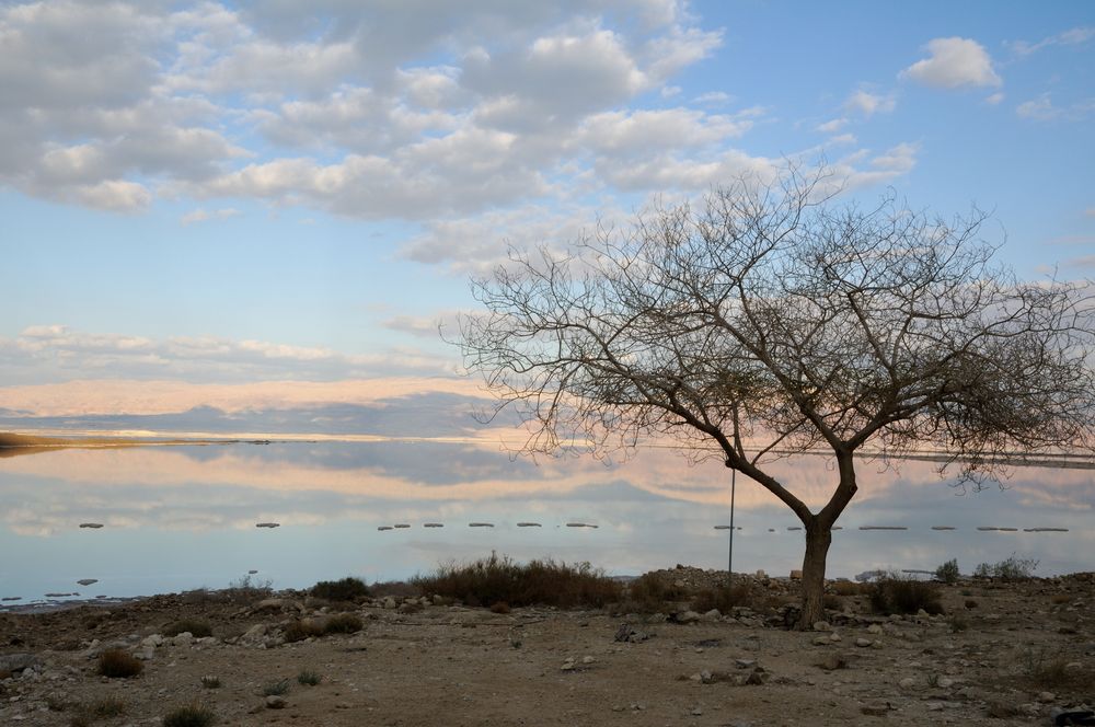 Toter Baum am Toten Meer