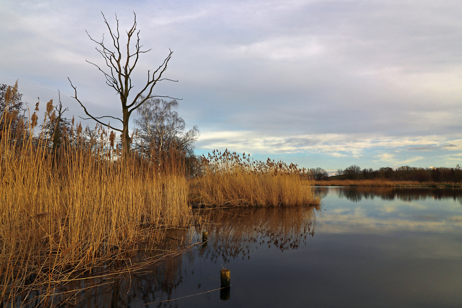 Toter Baum am Wasser