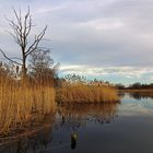 Toter Baum am Wasser