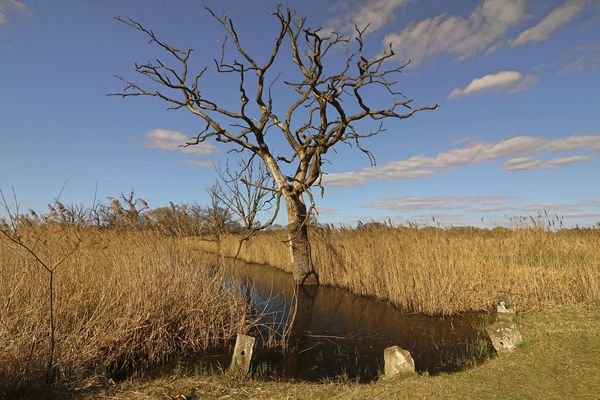 Toter Baum am Wasser