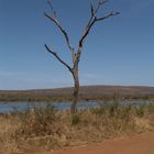 Toter Baum am Wasserloch