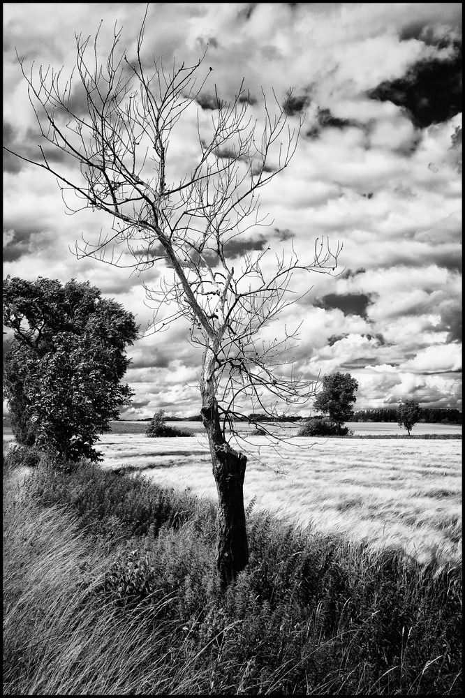 Toter Baum am Wegesrand