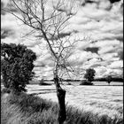 Toter Baum am Wegesrand