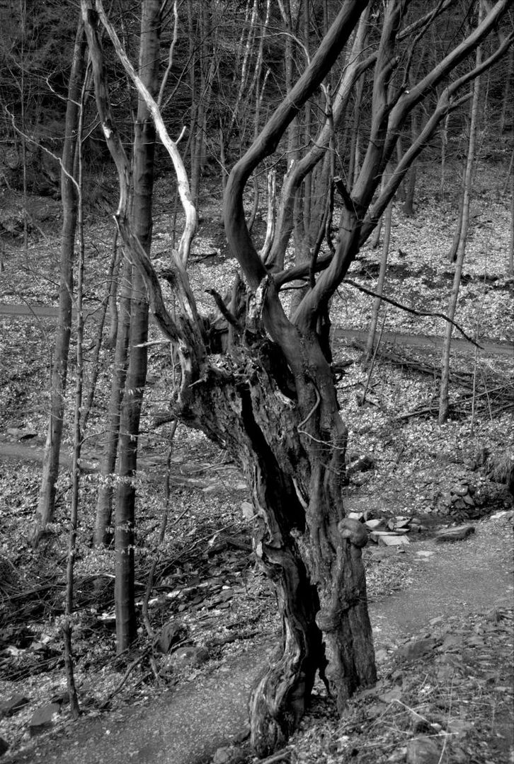 Toter Baum am Wegesrand