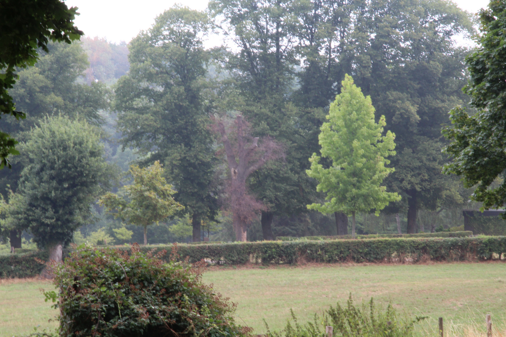 Toter Baum auf Friedhof Herzogenrath 2018-08-14