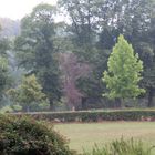 Toter Baum auf Friedhof Herzogenrath 2018-08-14