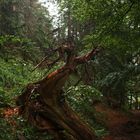 toter Baum bei Regen