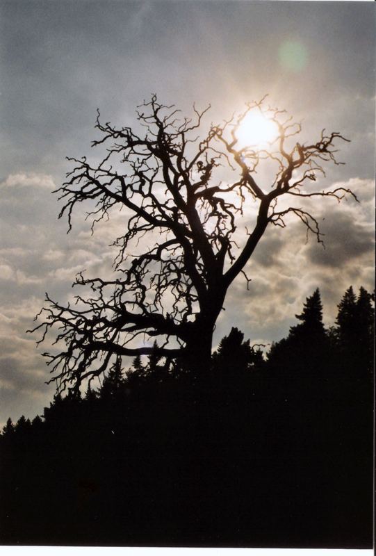 Toter Baum bei Sonnenuntergang