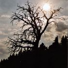 Toter Baum bei Sonnenuntergang