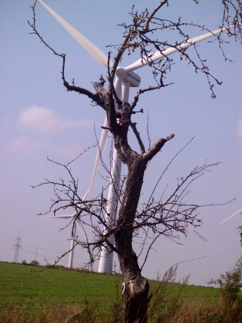 Toter Baum dahinte ein Windrad