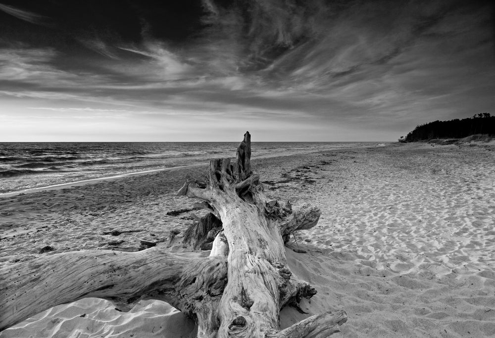 Toter Baum [Darß Weststrand] von Frank Sensel