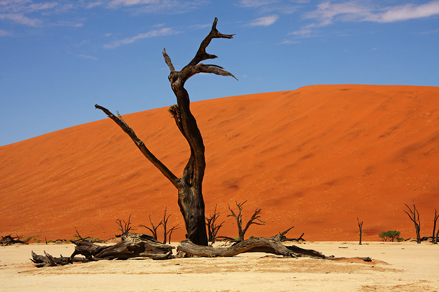 Toter Baum Dead Vlei im Sossusvlei Namibia 21.10.2009
