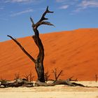 Toter Baum Dead Vlei im Sossusvlei Namibia 21.10.2009