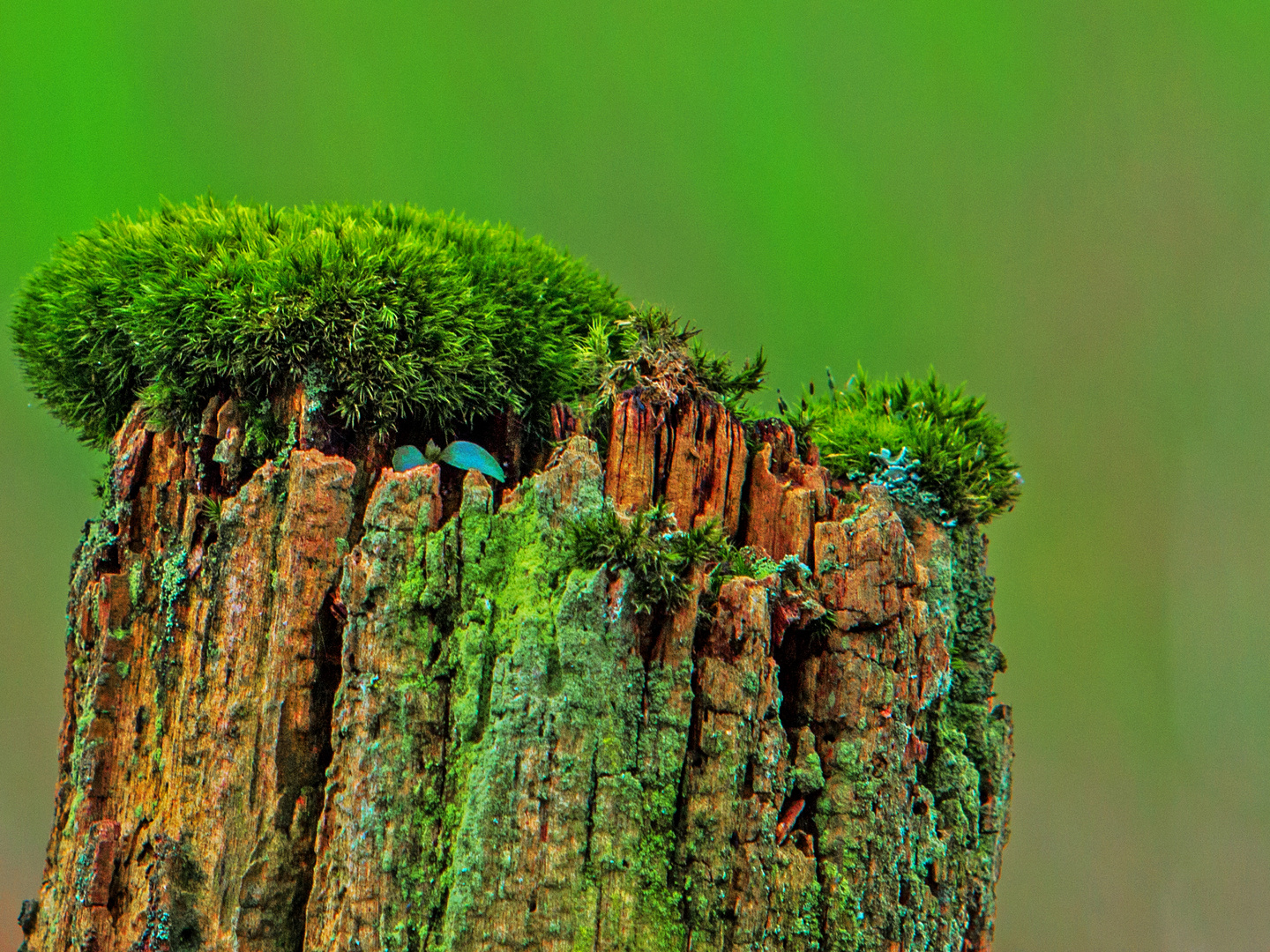 Toter Baum, frisches Leben