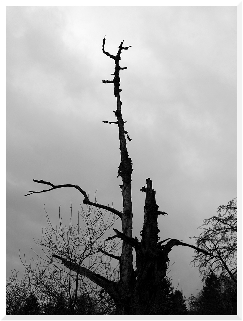 Toter Baum gegen grauen Himmel (sw)