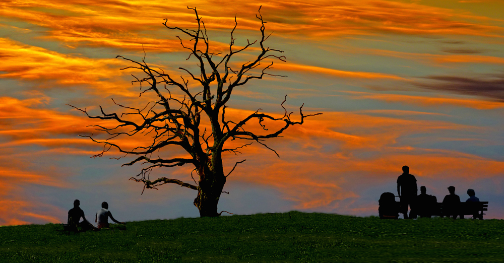 toter Baum im Abendrot