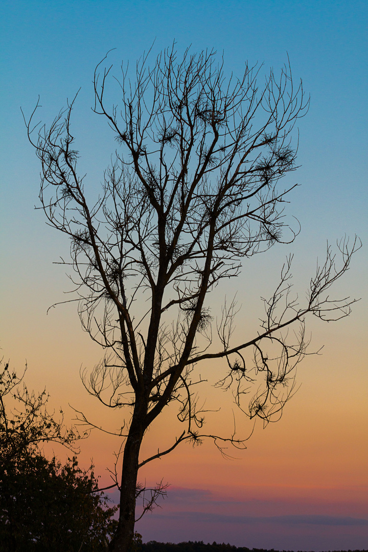 Toter Baum im Abendrot