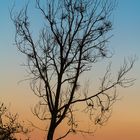 Toter Baum im Abendrot