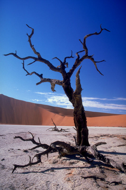 Toter Baum im Dead Vlej