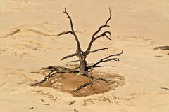 Toter Baum im Deadvlei (Namib)