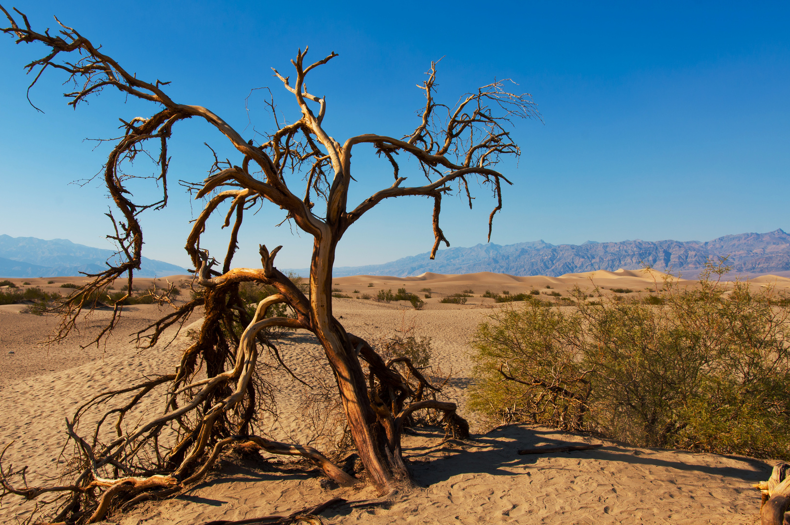 Toter Baum im Death Valley