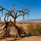 Toter Baum im Death Valley