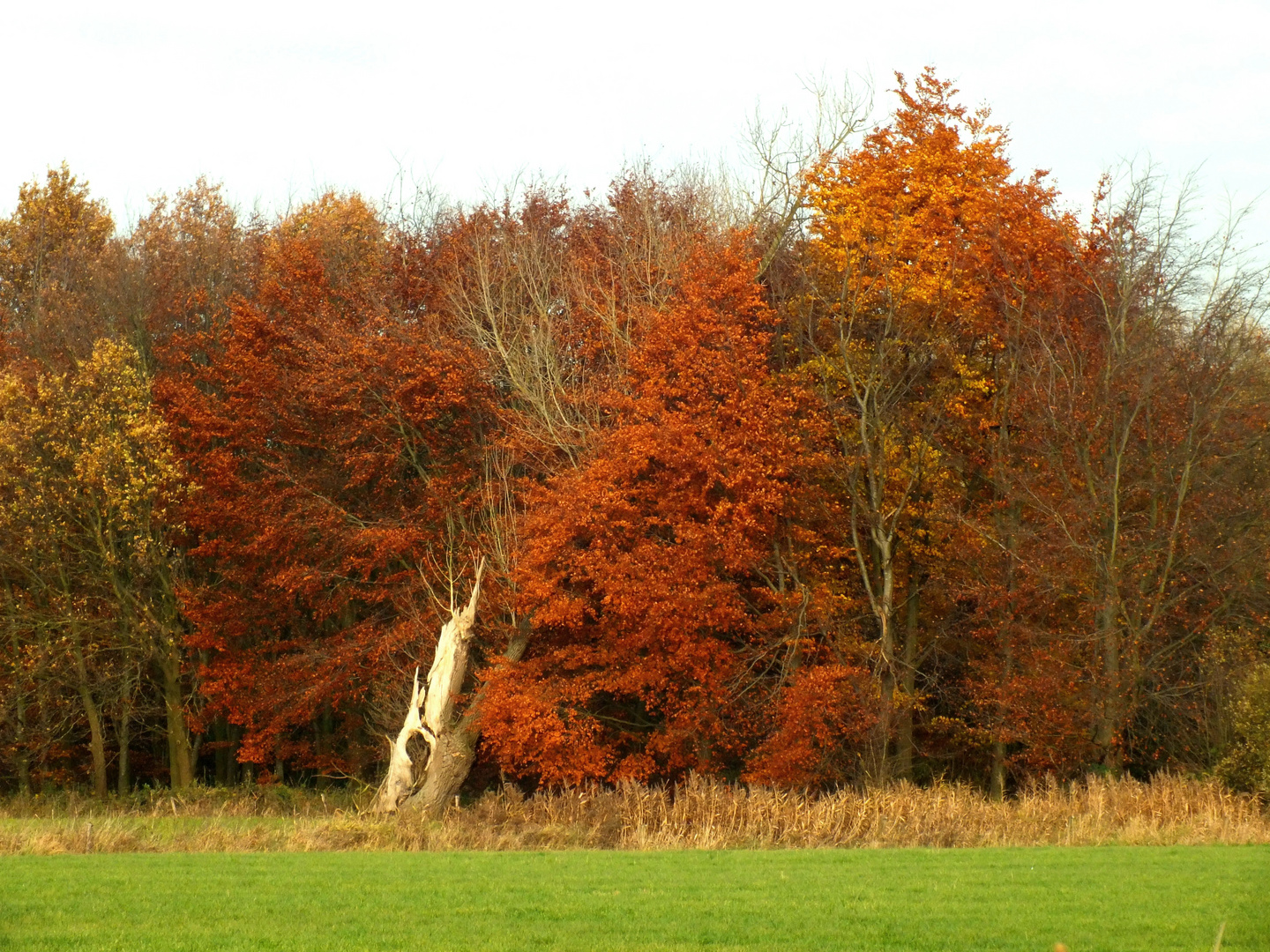 Toter Baum im Herbstmantel