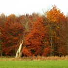 Toter Baum im Herbstmantel