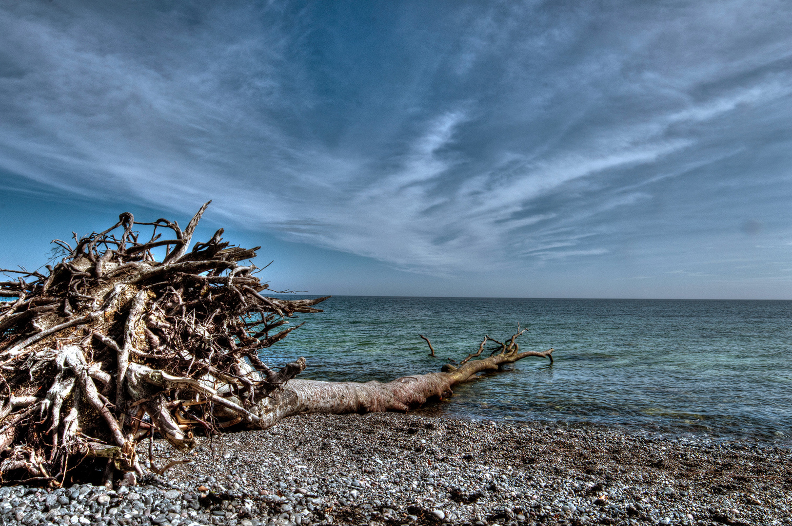 toter Baum im Meer