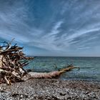 toter Baum im Meer