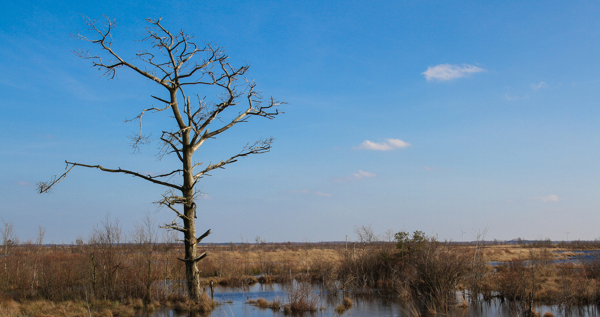 Toter Baum im Moor