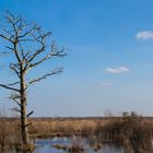 Toter Baum im Moor