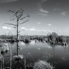 Toter Baum im Moor