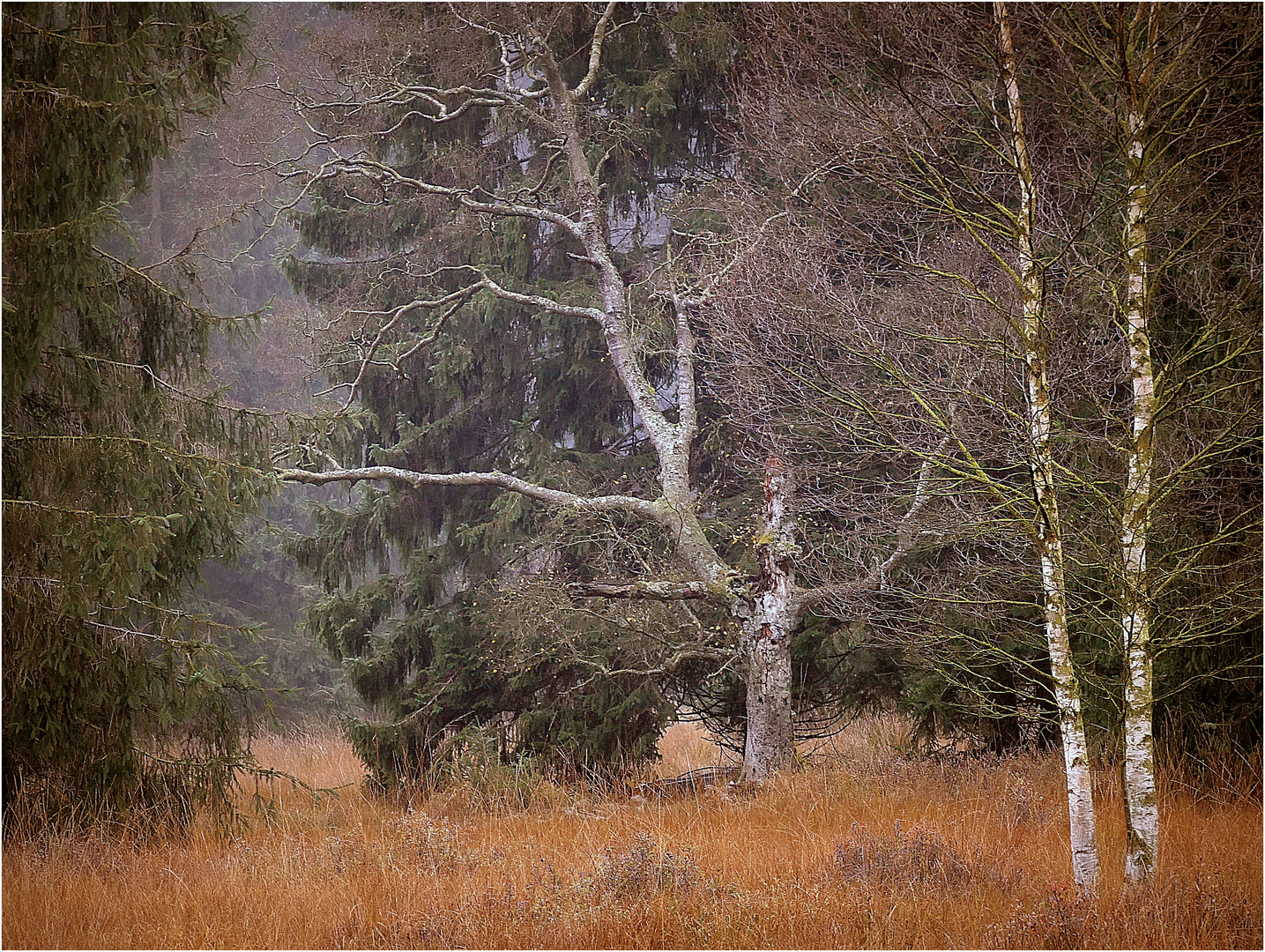 Toter Baum im Moor