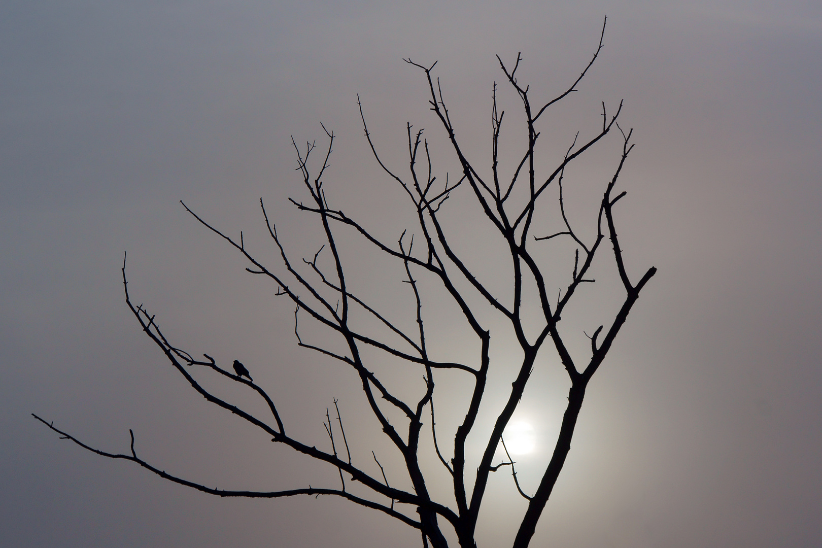 Toter Baum im Nebel