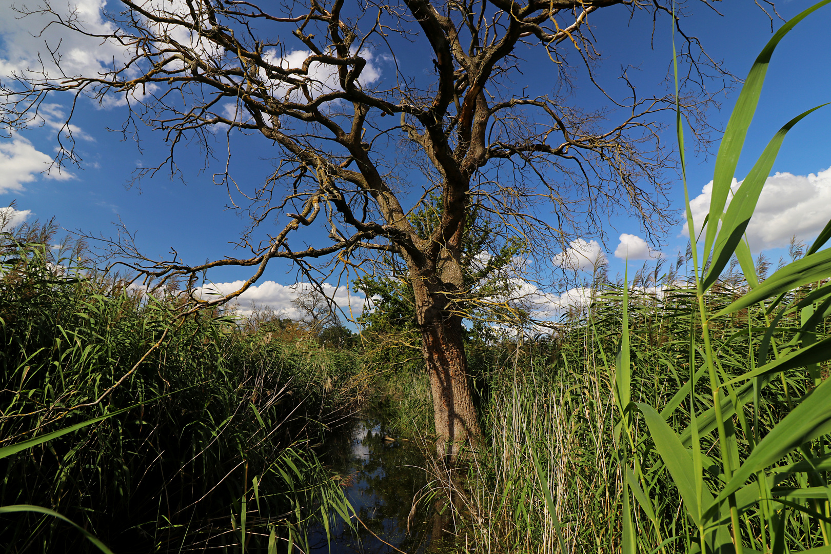 Toter Baum im Schilf