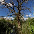 Toter Baum im Schilf