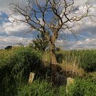 Toter Baum im Schlaglicht