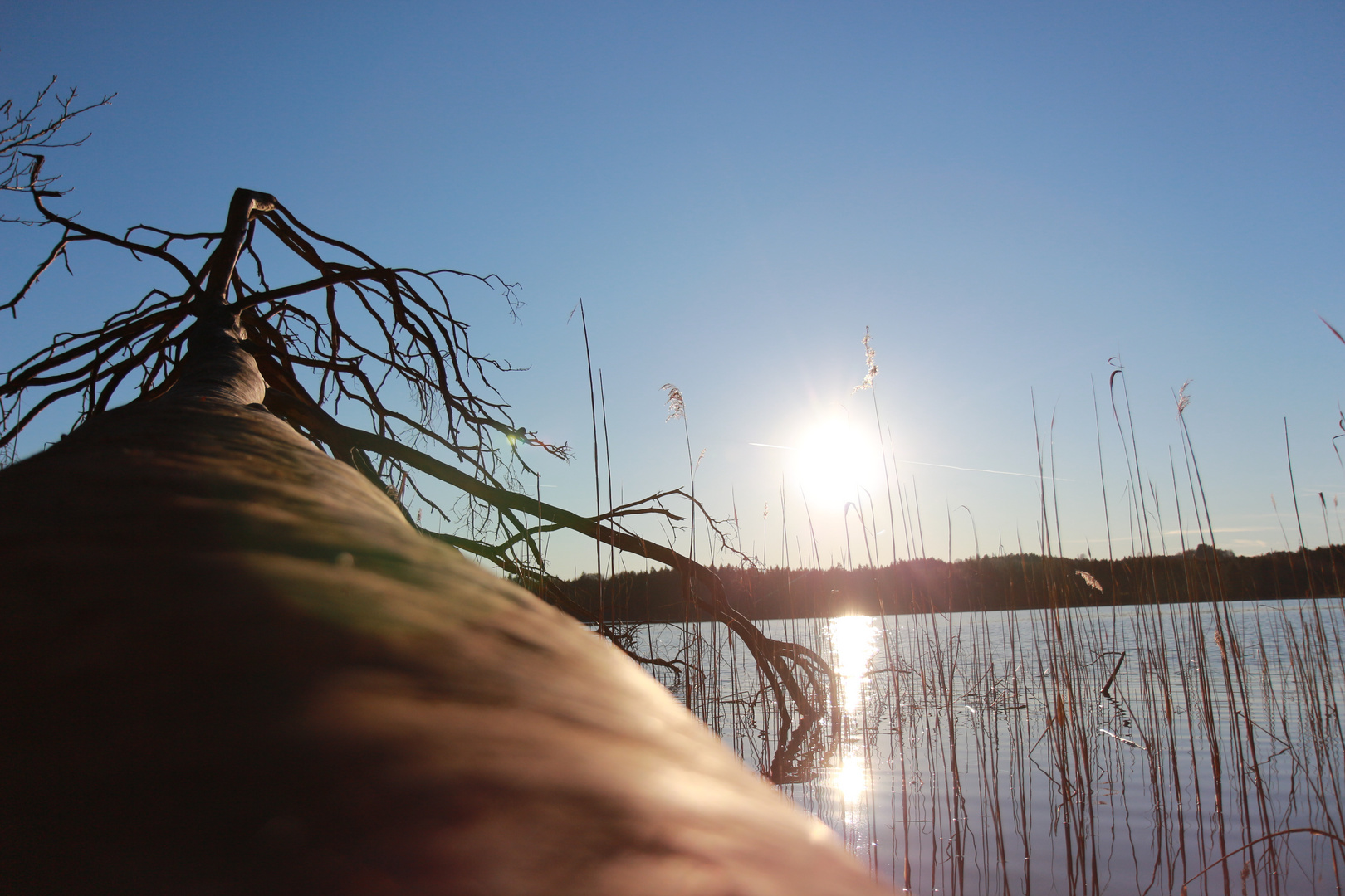 Toter Baum im See