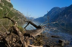 Toter Baum im See