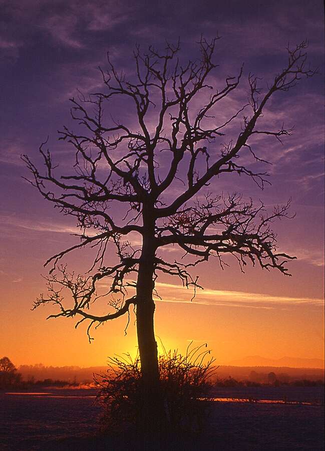 Toter Baum im Sonnenaufgang