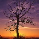 Toter Baum im Sonnenaufgang