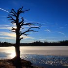 Toter Baum im Sonnenlicht